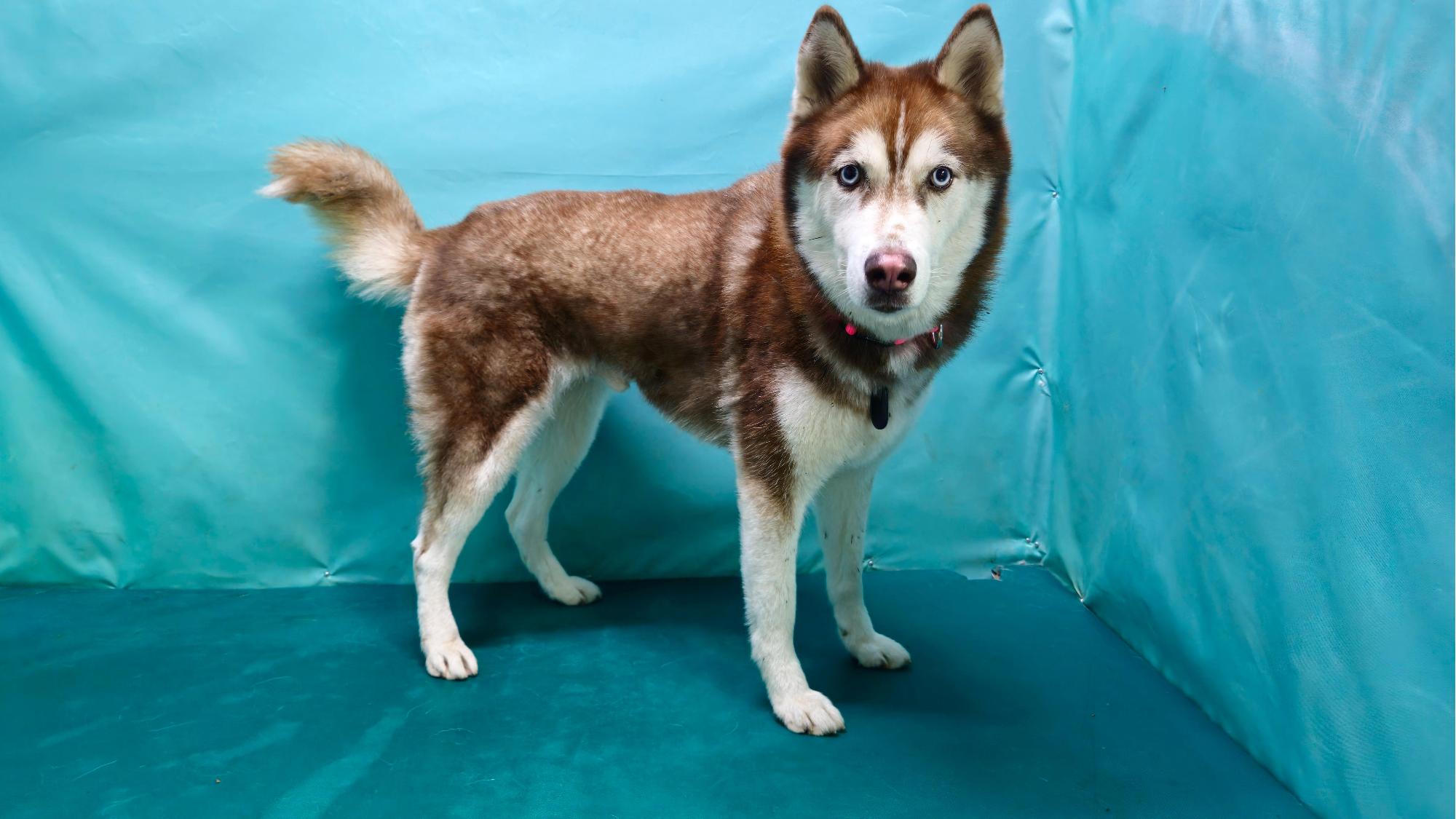 경산시유기동물보호소_447513202501282